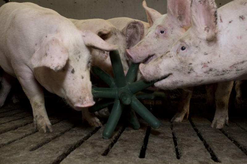 Spieligel LUNA 142 grün