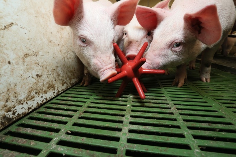 Spieligel LUNA 50 rot