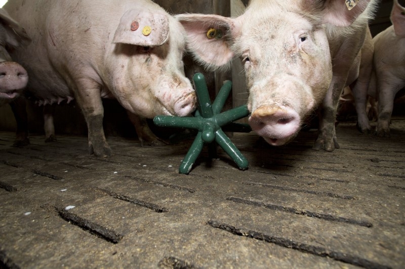 Spieligel LUNA 142 grün