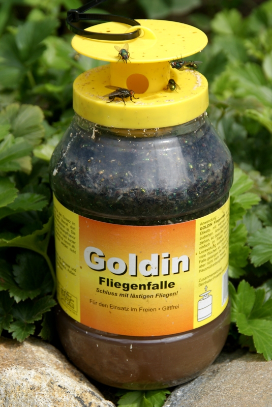Goldin - Fliegenfalle