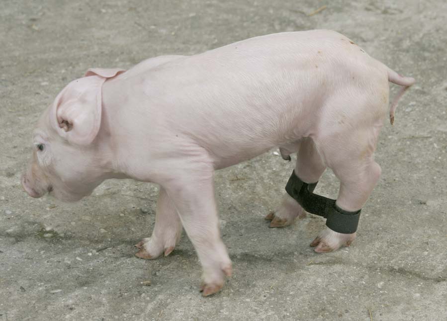 Ferkelspreizbänder 12 Stück