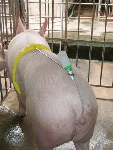 Besamungsbügel A.I. BUDDY gelb