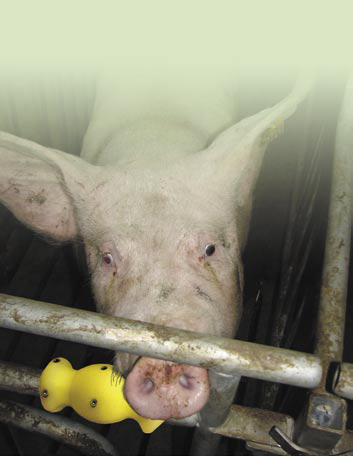 Beißknochen für Rohre