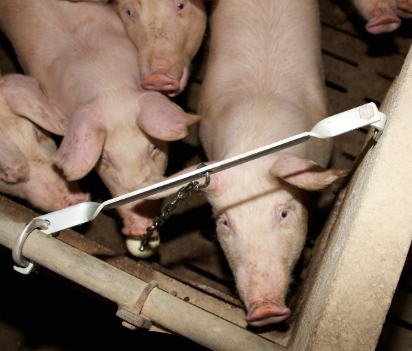 Eckhalterung für Schweinespielzeug