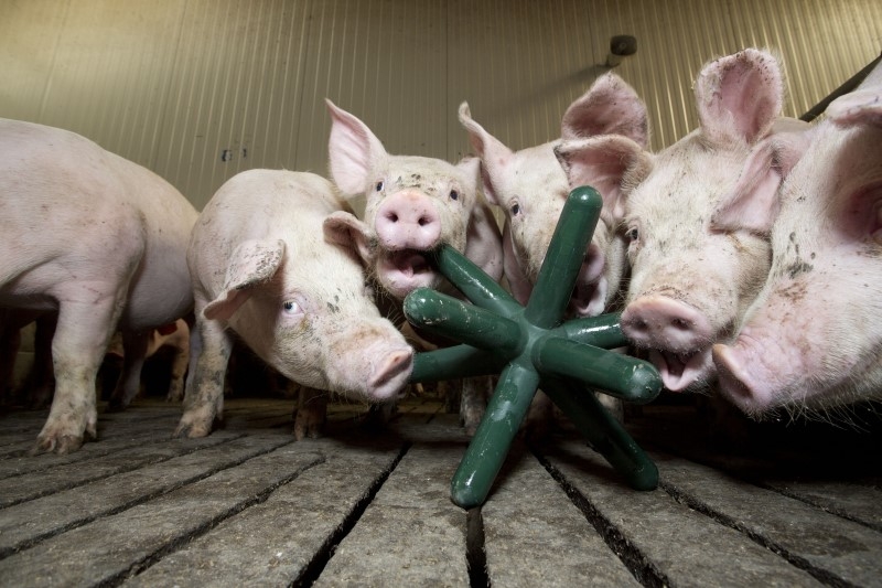 Spieligel LUNA 142 grün