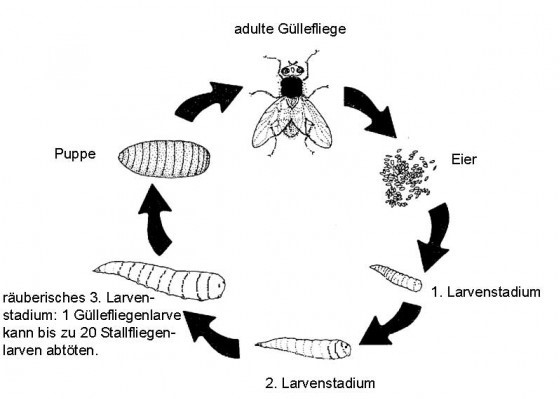 Güllefliege (Killerfliege)