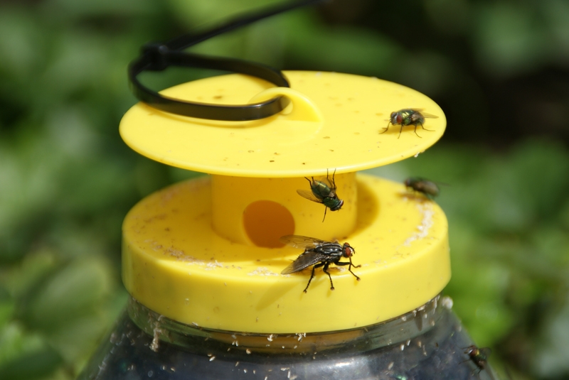 Goldin - Fliegenfalle