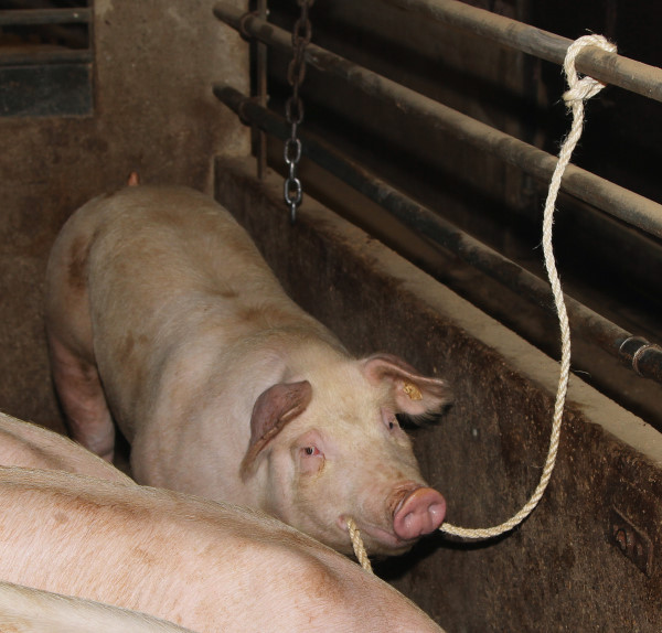 Sisalseil mit Schlaufe (3,2 m - 10 Seile)