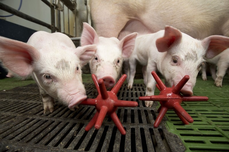 Spieligel LUNA 50 rot